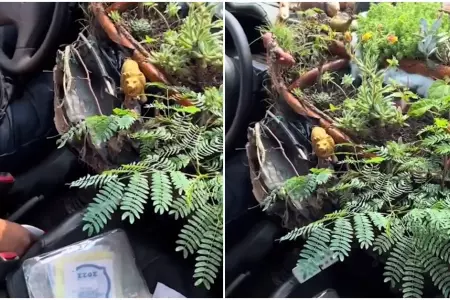 Taxista peruano sorprende al cultivar un jardn en su vehculo