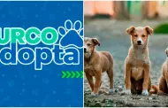 ¿Un nuevo amigo peludo en casa? Surco lanza plataforma web para brindar refugio a animales rescatados