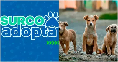 Surco lanza plataforma web para brindar refugio a animales rescatados
