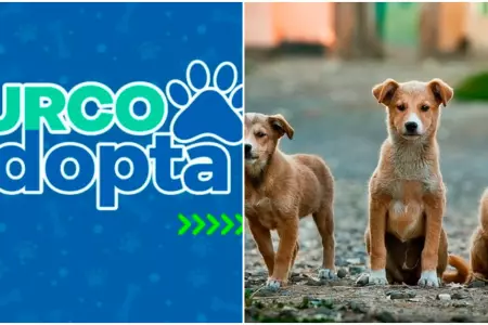Surco lanza plataforma web para brindar refugio a animales rescatados