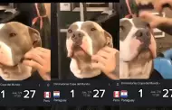 "La fe, 1 a 27": Perro pitbull asiste a una barbera para quedar 'guapo' para el Per vs. Paraguay
