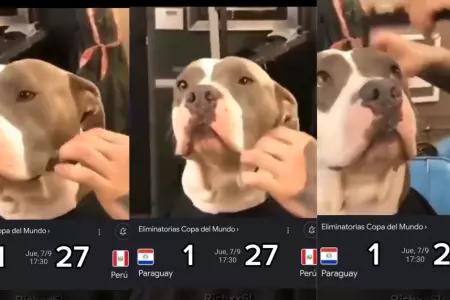 Perro pitbull se acicala previo al Per vs. Paraguay.