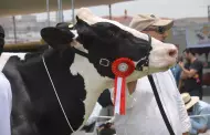 Asociacin Holstein Per y Midagri organizan IX feria nacional de ganado lechero