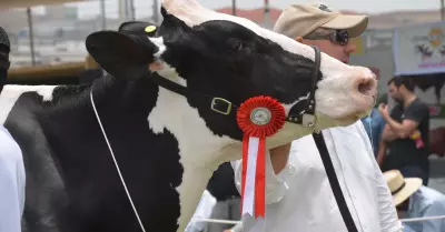 Asociacin Holstein Per y Midagri organizan IX feria nacional de ganado lechero