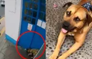 Violencia animal en La Perla: Fiscala abri investigacin tras agresin contra perro "Sereno"