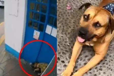 Perro "Sereno" agredido en La Perla.