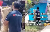 "Aplausos": Rescatan a perrito atropellado en San Juan de Lurigancho y veterinarios se unen para salvarlo