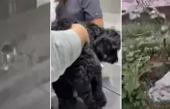 Mascotas envenenadas en Los Olivos: Fiscala abri investigacin a mujer que atent contra animales