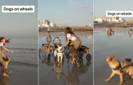 "Una nueva oportunidad de vida": Perros en sillas de ruedas conmueven al disfrutar de la playa