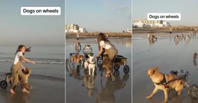 Perritos felices de disfrutar su paseo por la playa.