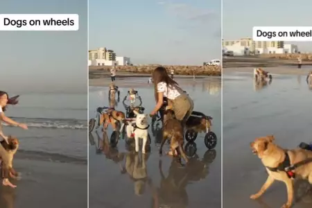 Perritos felices de disfrutar su paseo por la playa.