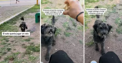 Perrito jugaba con piedra pensando que era una pelota.