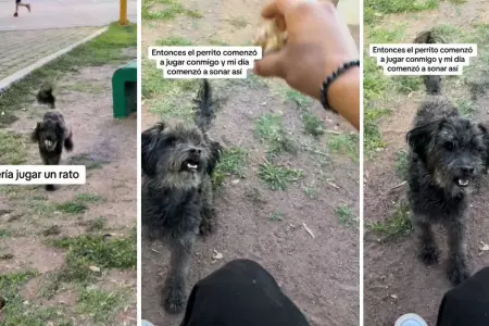 Perrito jugaba con piedra pensando que era una pelota.