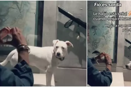 Perrita sorda aprende sea especial para dar la bienvenida a su dueo