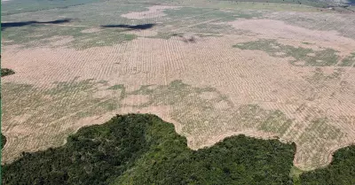 Amazona en el Per ha perdido un milln de hectreas de agua.