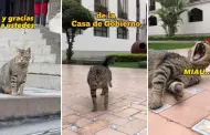 'Panchito, el nuevo michistro': Conoce a la mascota de Palacio de Gobierno que causa sensación en TikTok