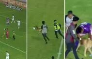 (VIDEO) La figura del partido fue un perrito! Mascota invade cancha de ftbol y se roba la pelota: "Quiere jugar"