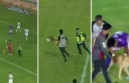 Perrito invade cancha de fútbol.