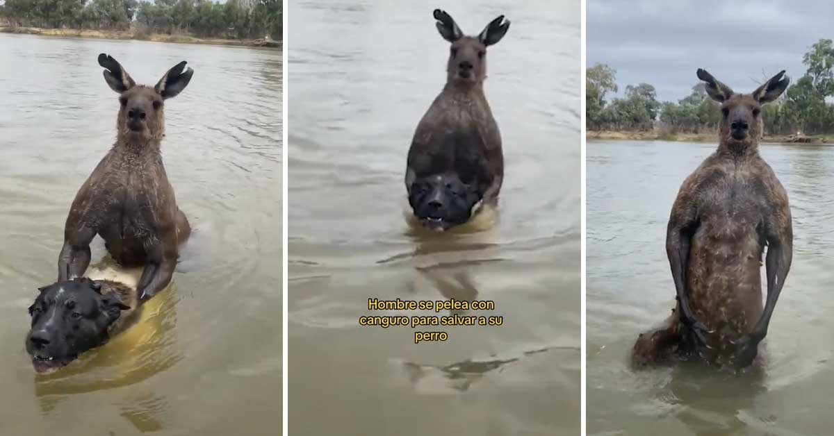 la cola de canguro cruda es buena para los perros