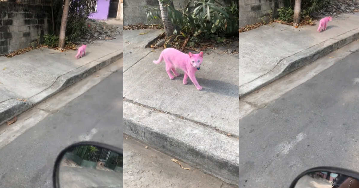 ¡Como una caricatura 3D! 'Gato rosa' camina por la calle y usuarios ...