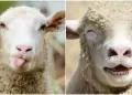 Rebaño de ovejas consume casi 300 kg de marihuana por accidente