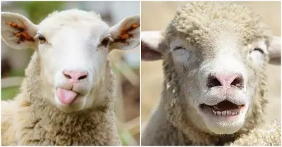 Rebaño de ovejas consume casi 300 kg de marihuana por accidente