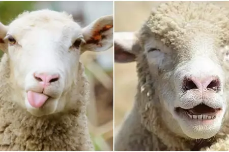 Rebao de ovejas consume casi 300 kg de marihuana por accidente