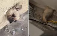 "Cmo es posible este suceso?": Perrito queda atrapado en medio de la pared y se hace viral en TikTok