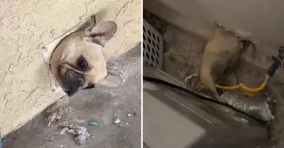 Perrito queda atrapado en medio de la pared.