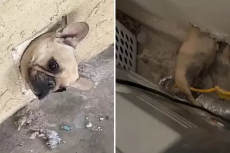 Perrito queda atrapado en medio de la pared.