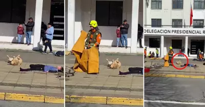 Perrito callejero se hace 'el muertito' en un simulacro.