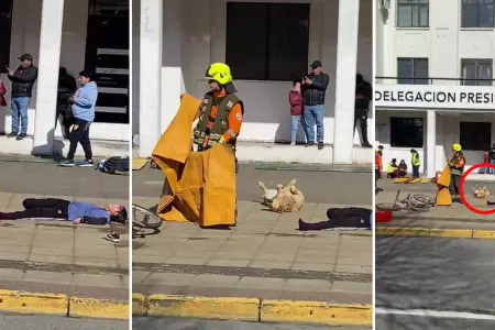 Perrito callejero se hace 'el muertito' en un simulacro.