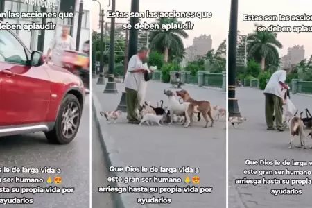 Adulto mayor arriesga su vida para alimentar a perros y gatos.