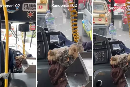 Conductor de El Chino viaja al lado de sus tres gallinas.