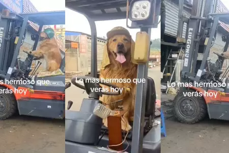 Perrito trabaja manejando montacargas.