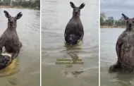 Inslito! Canguro intenta ahogar a perro en un lago y su dueo sale al rescate