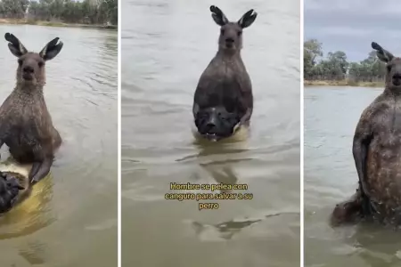 Hombre pelea contra un canguro para salvar a su perro.