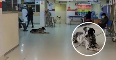 Perrito espera a su dueo internado en un hospital.