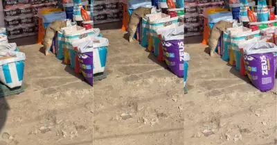 Gatito sorprende a los cibernautas al comer croquetas de un saco del mercado.