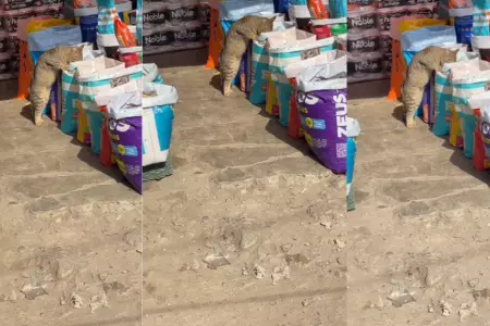 Gatito sorprende a los cibernautas al comer croquetas de un saco del mercado.