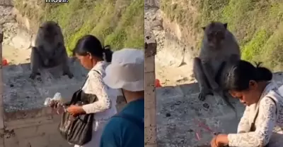 Mujer negocia con mono para recuperar su celular
