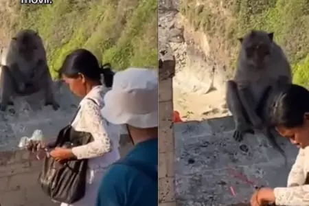 Mujer negocia con mono para recuperar su celular