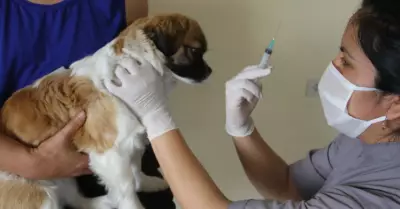Vacunacin canina por rabia.
