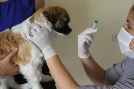 Vacunación canina por rabia.