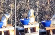 Por curiosa! Ardilla termina borracha al robar y comer peras fermentadas