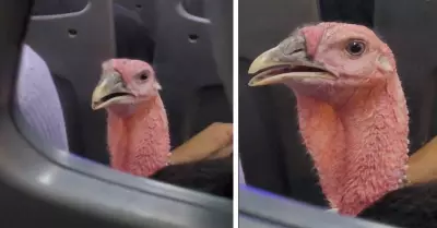 Seora viaja al lado de un pavo en un transporte pblico.