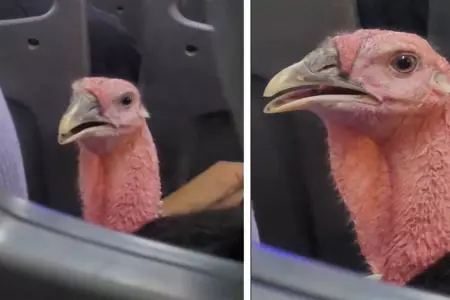 Seora viaja al lado de un pavo en un transporte pblico.