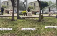 Una diva! Joven causa furor al pasear con una alpaca en La Molina: "Camina con estilo"