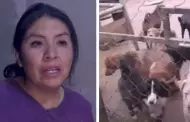 Huancayo: Albergue con ms de 200 perros se encuentra en riesgo por orden de desalojo