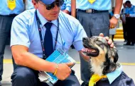 Todo un jefe! Conoce a 'Bello', el "chofer" canino del Metropolitano